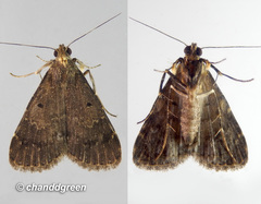 Hydrillodes nilgirialis