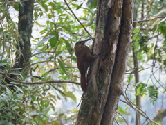 Xiphocolaptes promeropirhynchus