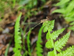 Pseudocopera ciliata