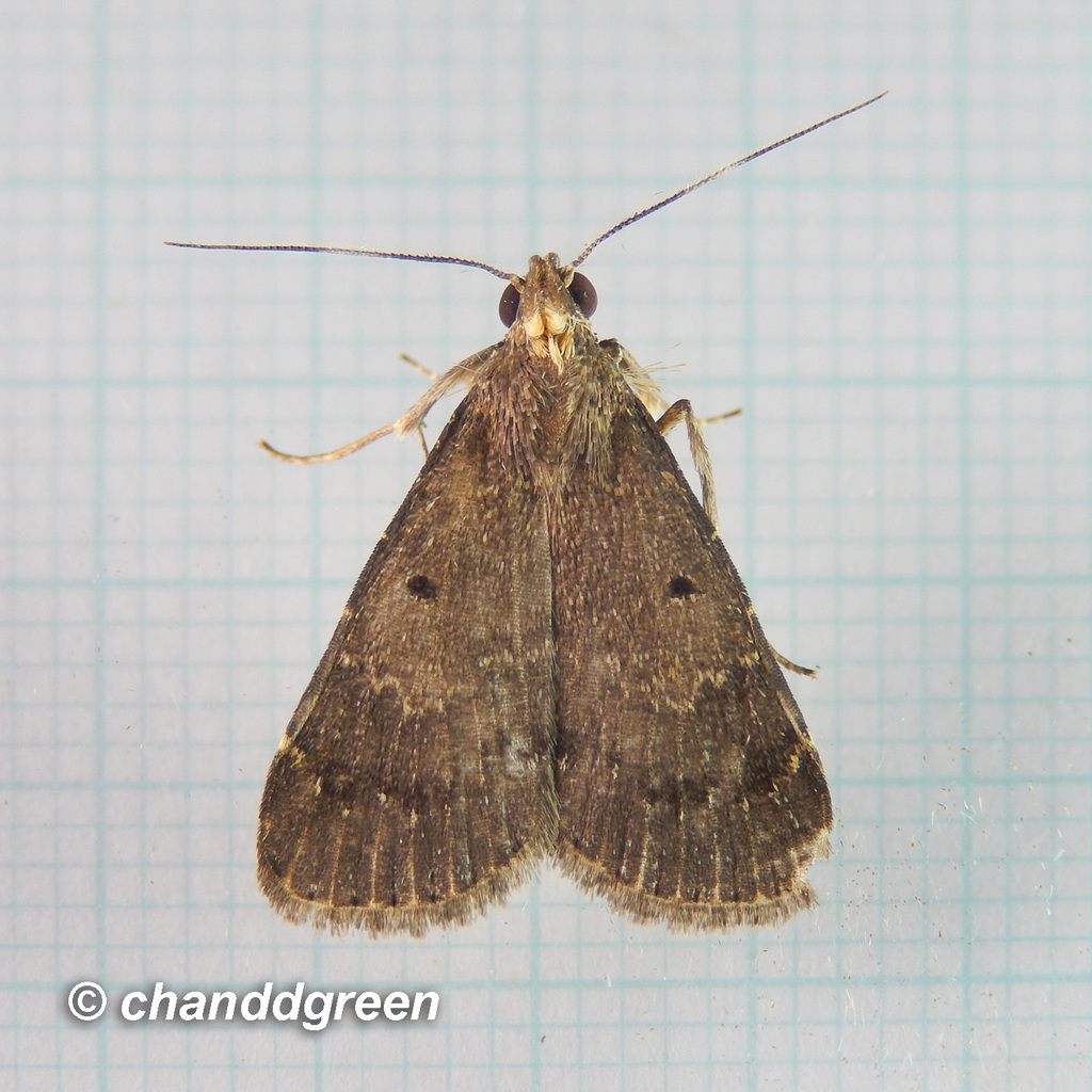 Hydrillodes nilgirialis