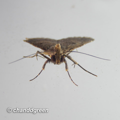 Hydrillodes nilgirialis