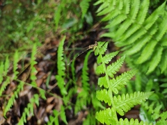 Pseudocopera ciliata