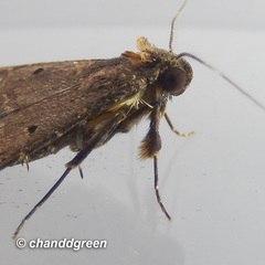 Hydrillodes nilgirialis