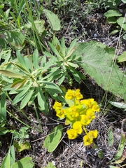 Euphorbia stepposa