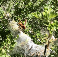 Polistes kaibabensis