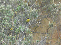 Atlapetes pallidinucha