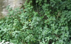 Abutilon × hybridum