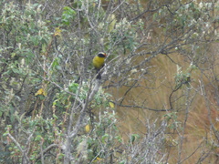 Atlapetes pallidinucha