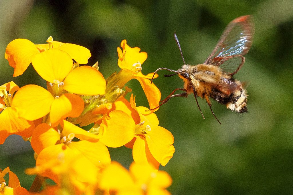 Rocky Mountain Clearwing