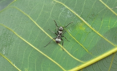 Polyrhachis tibialis