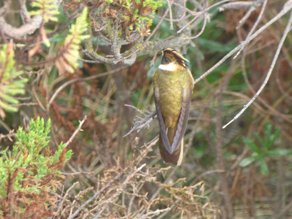 Blue-bearded Helmetcrest (Oxypogon cyanolaemus) photo
