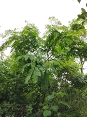 Albizia kalkora