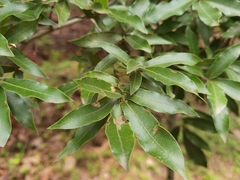 Quercus laurina