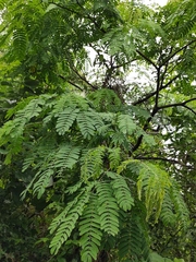 Albizia kalkora