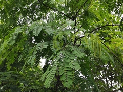 Albizia kalkora