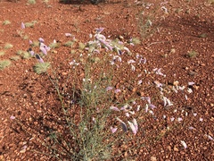 Ptilotus calostachyus