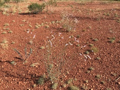 Ptilotus calostachyus