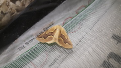 Sabulodes edwardsata