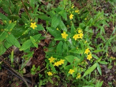 Hypericum sampsonii