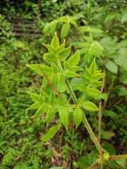 Aralia chinensis
