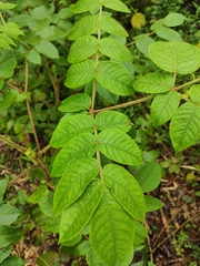 Aralia chinensis