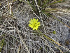 Ranunculus verticillatus
