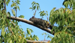 Sciurus yucatanensis