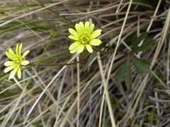 Ranunculus verticillatus