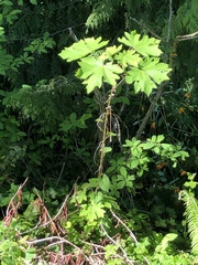 Acer macrophyllum
