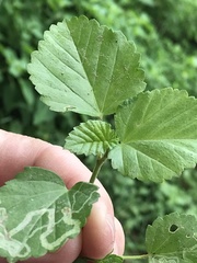 Rhynchosida physocalyx