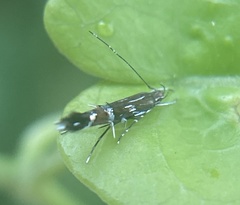 Cosmopterix pulchrimella