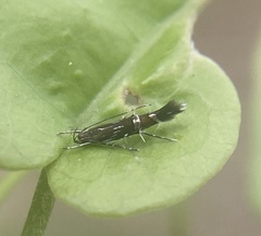 Cosmopterix pulchrimella