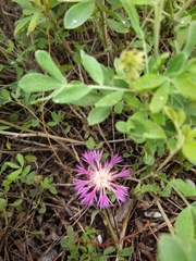 Psephellus marschallianus