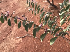 Indigofera monophylla