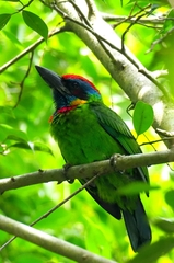 Psilopogon rafflesii