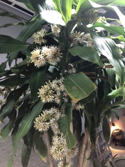 Dracaena fragrans