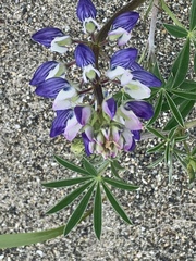 Lupinus nootkatensis