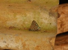 Hypochrysops pythias