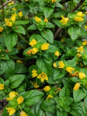 Lysimachia congestiflora