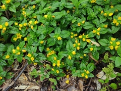 Lysimachia congestiflora