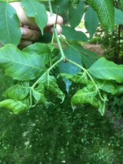 Prociphilus fraxinifolii