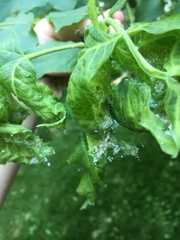 Prociphilus fraxinifolii