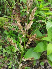 Phyllostachys sulphurea