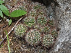 Mammillaria erythrosperma