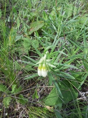 Onosma tanaitica