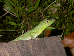 Anolis punctatus