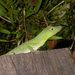 Amazon Green Anole - Photo (c) Seth Ames, some rights reserved (CC BY-NC), uploaded by Seth Ames