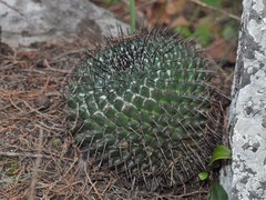 Mammillaria orcuttii