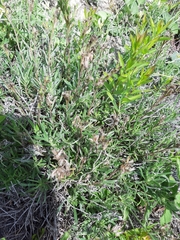 Onosma tanaitica
