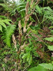 Phyllostachys sulphurea